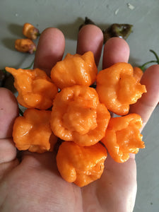 “Orange Creamo” (BOC X Primo Orange)(Pepper Seeds)