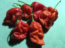 Load image into Gallery viewer, Primo &quot;X&quot; x B.O.C. (Pepper Seeds)