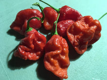 Load image into Gallery viewer, Primo &quot;X&quot; x B.O.C. (Pepper Seeds)