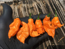 Load image into Gallery viewer, “Repossession” (BOC Reaper OG1)(Pepper Seeds)