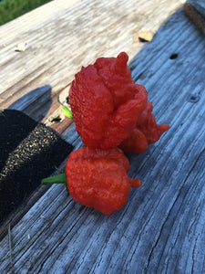 B.O.C. X Reaper Red (Pepper Seeds)(Red Repo)