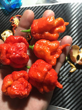 Load image into Gallery viewer, B.O.C. X Reaper Red (Pepper Seeds)