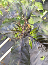 Load image into Gallery viewer, Black Panther (Pepper Seeds)