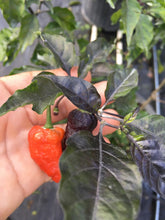 Load image into Gallery viewer, Black Panther (Pepper Seeds)