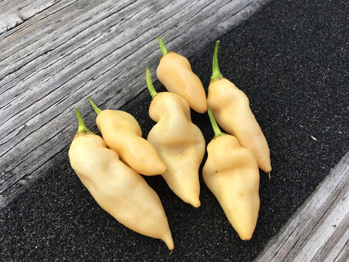 Pink Tiger x Murupi Amerila (Smooth White/Cream)(Pepper Seeds)