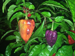 Bhut Jolokia Purple Pumpkin (Pepper Seeds)