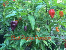 Load image into Gallery viewer, Bhut Jolokia Purple Pumpkin (Pepper Seeds)