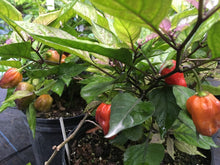 Load image into Gallery viewer, Bhut Jolokia Purple Small Splotched (Pepper Seeds)