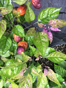 Bhut Jolokia Purple Small Splotched (Pepper Seeds)