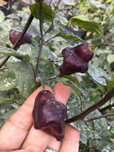 Load image into Gallery viewer, 7JPN Burnt Roxa  (Pepper Seeds)