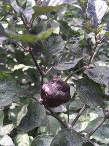 7JPN Burnt Roxa  (Pepper Seeds)