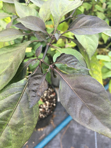 Bode Roxa Pepper Seeds
