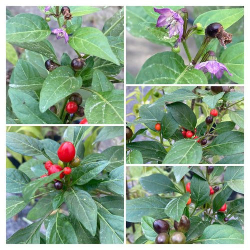 Bleeding Rawit Purple (Pepper Seeds)