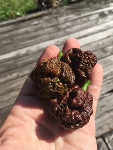 Brainstrain Chocolate AU (Pepper Seeds)