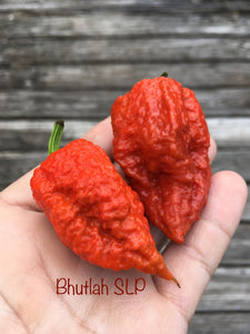 Bhutlah S.L.P. (Pepper Seeds)