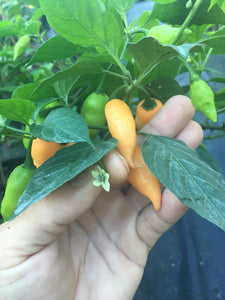 Bih x SRP Smooth (Pepper Seeds)