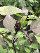 Load image into Gallery viewer, Black Scorpion Tongue DL (Pepper Seeds)