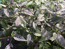 Load image into Gallery viewer, Black Scorpion Tongue DL (Pepper Seeds)