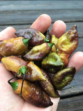 Load image into Gallery viewer, Black Tiger (Pepper Seeds)
