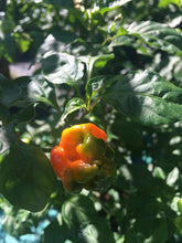 Load image into Gallery viewer, Butch T. x 7 Pot Jonah (Pepper Seeds)