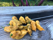 Load image into Gallery viewer, ButterScotch GhostScorpion T-E (Pepper Seeds)