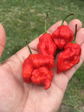 Load image into Gallery viewer, Scorpion Butch T. Red (Pepper Seeds)