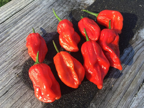 Bih Jolokia x 7 Pot Barakpore (Pepper Seeds)