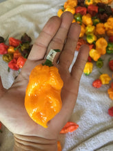 Load image into Gallery viewer, Bhut x Yellow Brainstrain (Pepper Seeds)