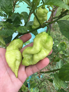 Bhut x Yellow Brainstrain (Pepper Seeds)