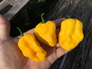 Big Yellow Mama (Pepper Seeds)