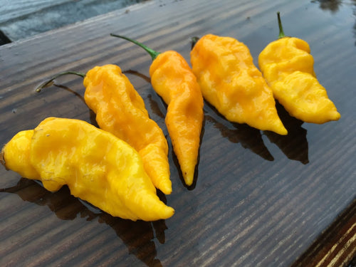 Bhut Jolokia Yellow (Ghost) (Pepper Seeds)