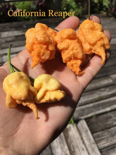 Load image into Gallery viewer, California Reaper (Pepper Seeds)