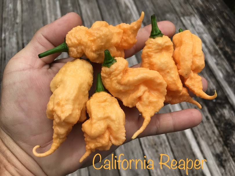 California Reaper (Pepper Seeds)