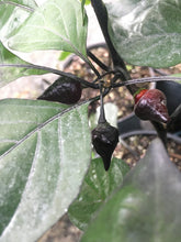 Load image into Gallery viewer, Chupetinho Black (Pepper Seeds)