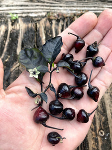Chupetinho Black (Pepper Seeds)