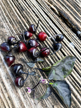 Load image into Gallery viewer, Chupetinho Black (Pepper Seeds)