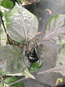 Chupetinho Black (Pepper Seeds)