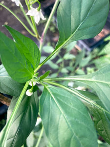 Chili De Arbol (Pepper Seeds)