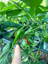 Load image into Gallery viewer, Chili De Arbol (Pepper Seeds)