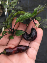Load image into Gallery viewer, C.F. Mojo (Pepper Seeds)