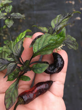 Load image into Gallery viewer, C.F. Mojo (Pepper Seeds)