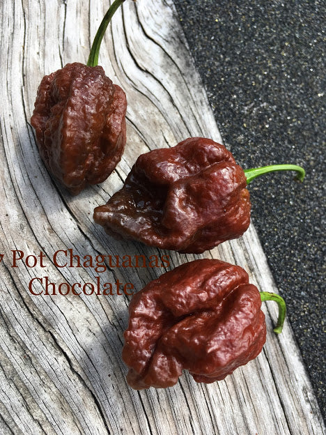 7 Pot Chaguanas Chocolate (Pepper Seeds) – Towns-End Chili & Spice