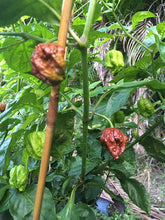 Load image into Gallery viewer, 7 Pot Chaguanas Chocolate (Pepper Seeds)