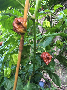 7 Pot Chaguanas Chocolate (Pepper Seeds)