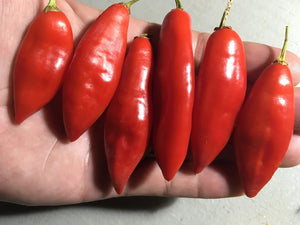 Challuaruro Red (Pepper Seeds)