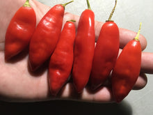 Load image into Gallery viewer, Challuaruro Red (Pepper Seeds)