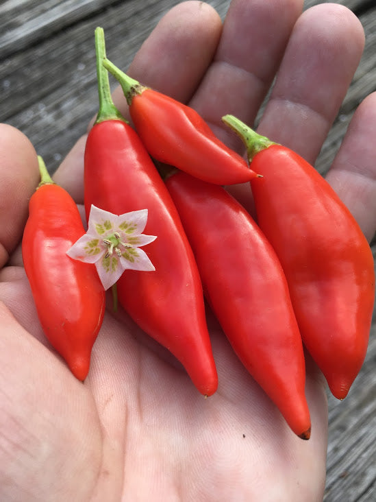 Challuaruro Red (Pepper Seeds)
