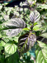 Load image into Gallery viewer, Chocolate Tiger (Pepper Seeds)