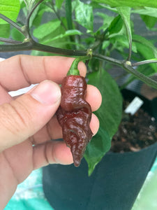 Chocolate Tiger (Pepper Seeds)