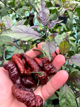 Load image into Gallery viewer, Chocolate Tiger (Pepper Seeds)